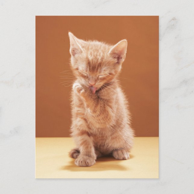 Sötaste baby djur | Orange Tabby Kattunge Vykort (Framsida)