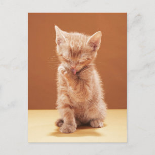 Sötaste baby djur Orange Tabby Kattunge Vykort