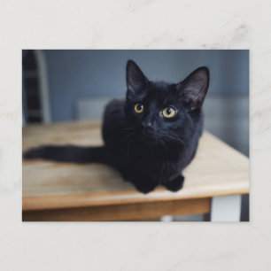 Sötaste baby djur Porträtt av en svart katt Vykort