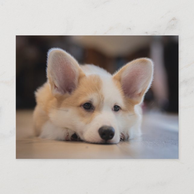 Sötaste baby djur | Sömnig Corgi-valp Vykort (Framsida)