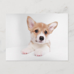 Sötaste baby djur Söt baby Corgi Vykort