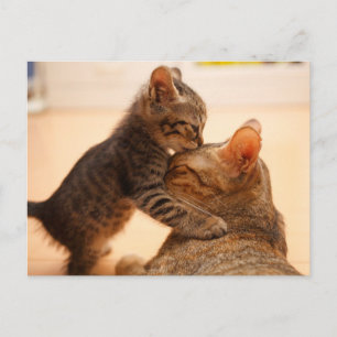 Sötaste baby djur Tabby kattunge kyss Vykort