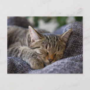 Sötaste baby-djur Tabby-kattunge sover Vykort