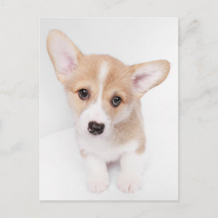Sötaste baby djur Ung Corgi-valp Vykort