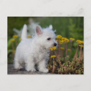 Sötaste baby djur West Highland White Terrier Vykort