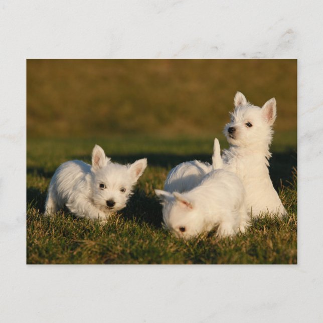 Sötaste baby-djur | West Highland White Terriers Vykort (Framsida)