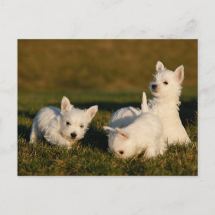 Sötaste baby-djur West Highland White Terriers Vykort
