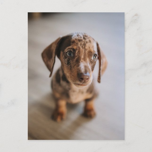 Sötaste baby djuren | Brun Dachshund Valp Vykort (Framsida)