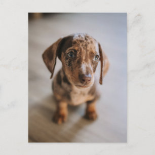 Sötaste baby djuren Brun Dachshund Valp Vykort