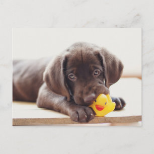 Sötaste baby djuren Choklad Labrador Valp Vykort