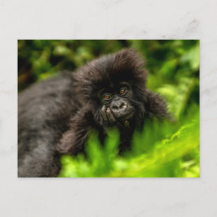 Sötaste baby djuren Spädbarn bergsgorilla Vykort