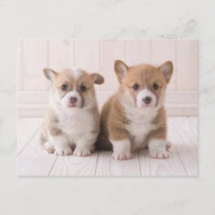 Sötaste baby djuren Två baby corgis sittande Vykort