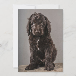 Sötaste babyddjur Cockapoo-valp Tack Kort