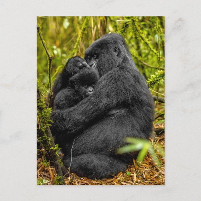 Sötaste babyddjur | Gorilla & Baby Vykort (Framsida)