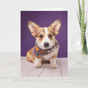 Sötaste babyddjur Halloween Corgi Kort