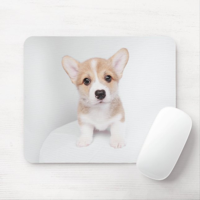 Sötaste babyddjur | Liten Corgi Musmatta (Med mus)