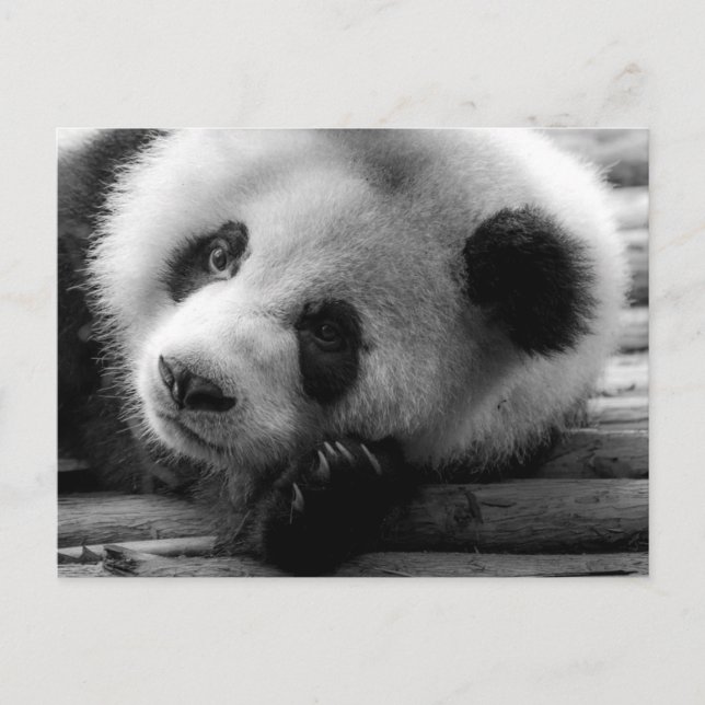 Sötaste babyddjuren | Jättepanda unge Vykort (Framsida)