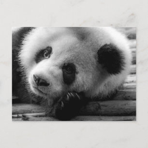 Sötaste babyddjuren Jättepanda unge Vykort