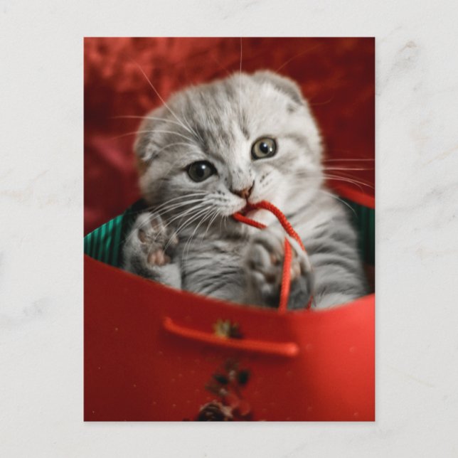 Sötaste babyndjur | Scottish Fold Kattunge Vykort (Framsida)
