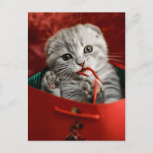 Sötaste babyndjur Scottish Fold Kattunge Vykort