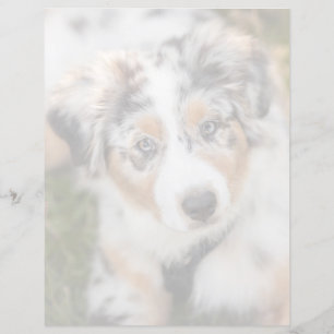 Sötaste djurungar   Australisk herdehund valp
