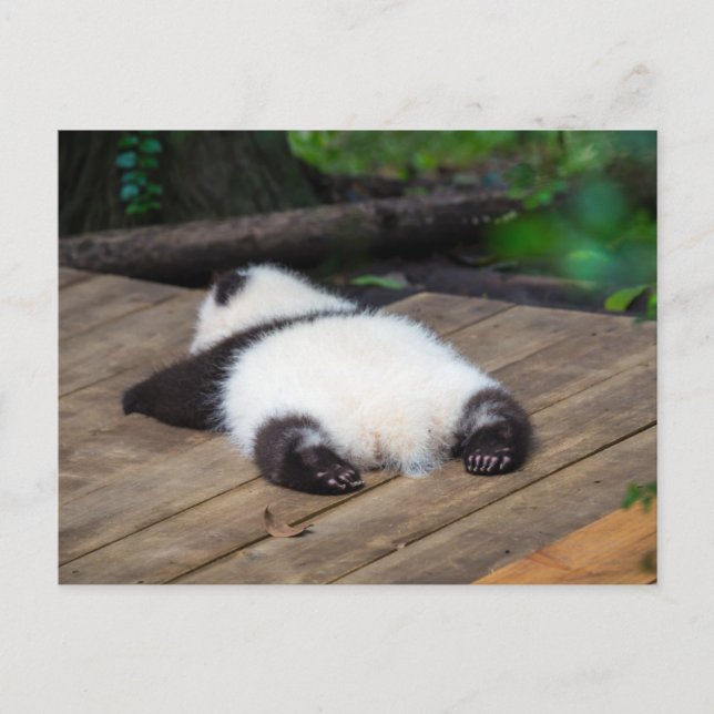 Sötaste djurungar | Baby jättepanda sover Vykort (Framsida)