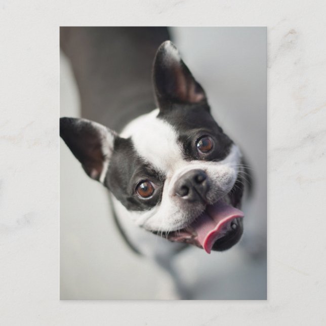 Sötaste djurungar | Boston Bulldog Leende Vykort (Framsida)