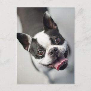 Sötaste djurungar   Boston Bulldog Leende Vykort