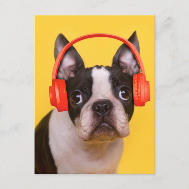 Sötaste djurungar | Boston Terrier Hörlurar Vykort (Framsida)