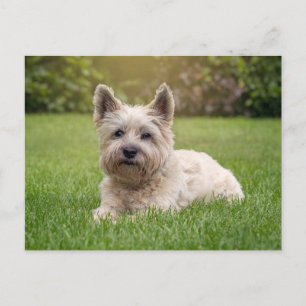 Sötaste djurungar Cairnterrier hund Vykort