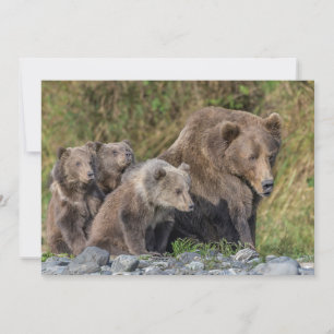 Sötaste djurungar Kodiak mamma björn och ungar Tack Kort