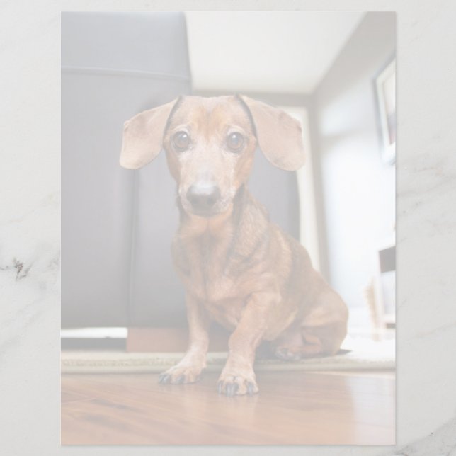 Sötaste djurungar | Mini Dachshund-valp (Framsida)