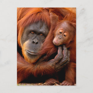 Sötaste djurungar Orangutangmamma & unge Vykort