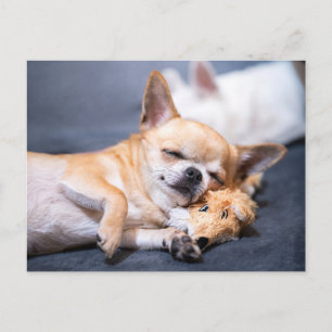 Sötaste djurungar Rödhårig chihuahua hund Vykort