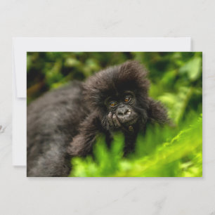 Sötaste djurungar Spädbarn hos bergsgorillor Tack Kort