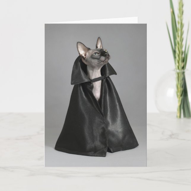 Sötaste djurungar | Sphynx hårlös katt Kort (Framsida)