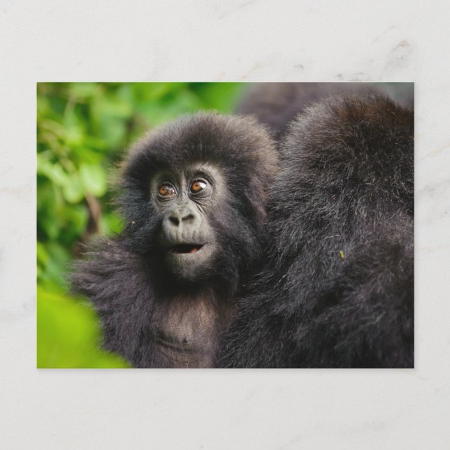 Sötaste djurungar | Ung bergsgorilla Vykort (Framsida)