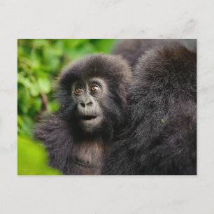 Sötaste djurungar Ung bergsgorilla Vykort