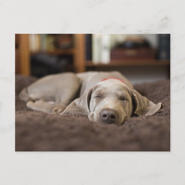 Sötaste djurungar | Weimaraner-valp sover Vykort (Framsida)