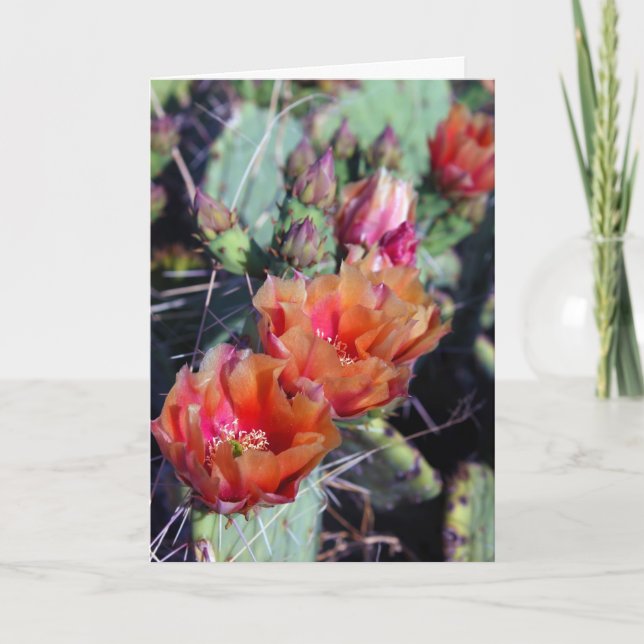 Sötaste julkort helgkort (Framsida)