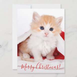 Sötaste katten med tomtens hatt God Jul Julkort