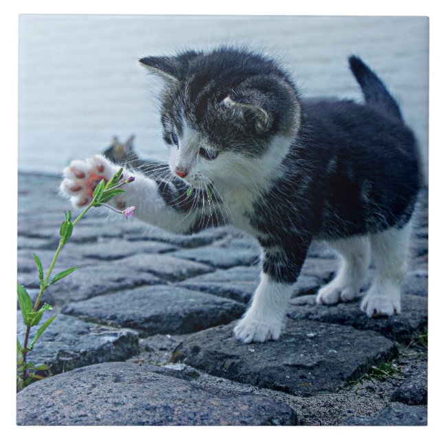 Sötaste kattunge någonsin med blomma kakelplatta (Framsidan)