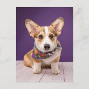 Sötaste smådjuren Halloween Corgi Vykort