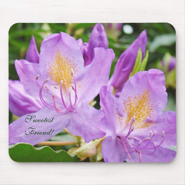 Sötaste vän! Musmattor Lila Rhodies Blommor (Framsidan)