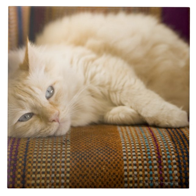 Söten gulnar tabikatten som lägger på couch.en kakelplatta (Framsidan)