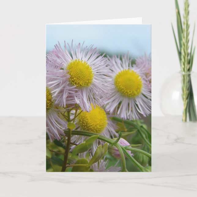 Sötens Rosa Kort (Framsida)