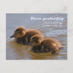 Sötgräsänder CC0146 Born igår Vykort