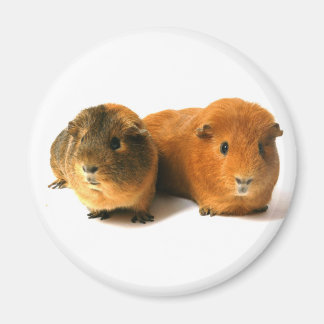 Sötguinea gris magnet