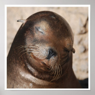 Söthavets Lejona Poster