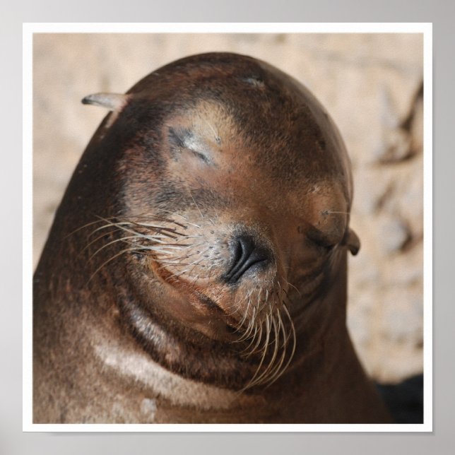 Söthavets Lejona Poster (Framsidan)